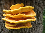 28109 Big Yellow Mushrooms on Tree - Sulfur Shelf (Laetiporus sulphureus).jpg